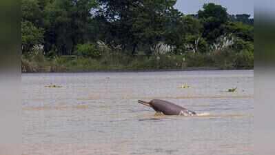 228 students join river dolphin conservation programmes in Bengal