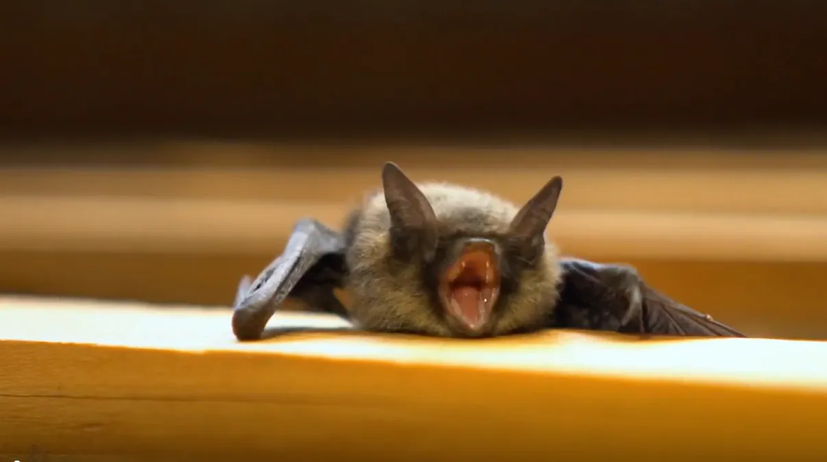 The Real Reason Why Cats Bring You Dead Animals, According to Science