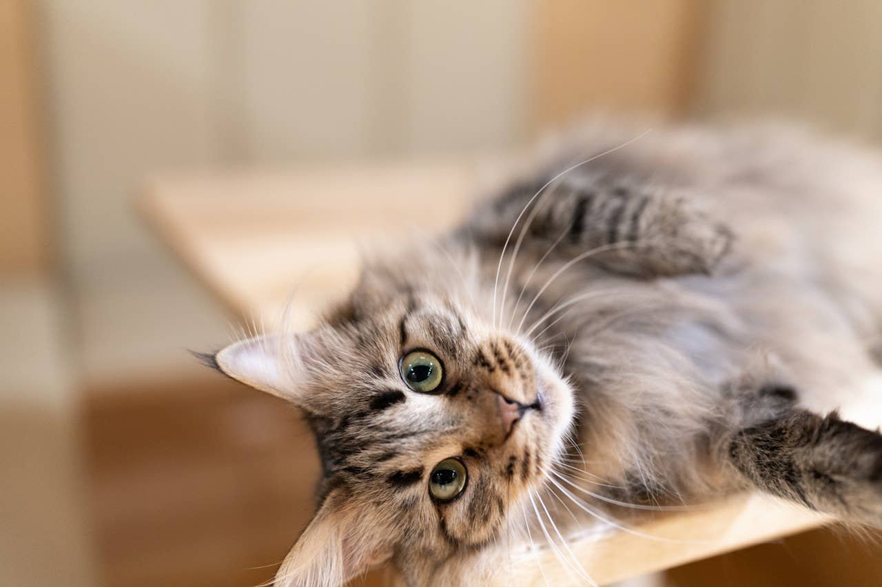 Expert Reveals 5 Fluffy Cat Breeds That Could Easily Pass for Maine Coons