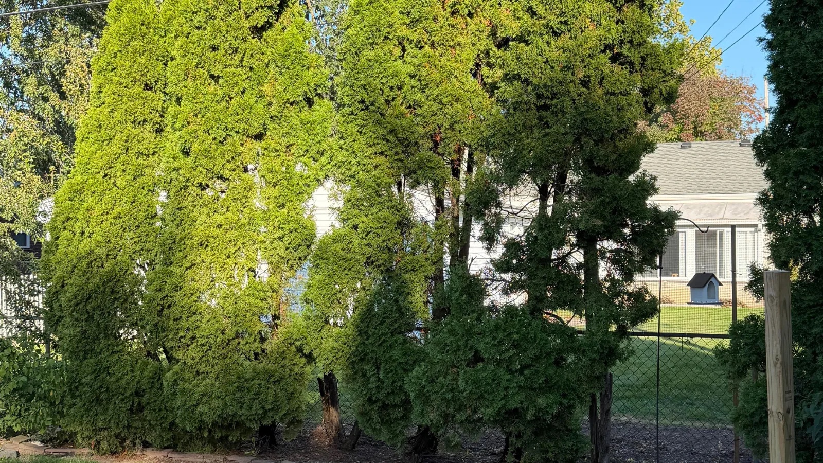 Neighbor Hacks Away at Homeowner’s 27-Year-Old Privacy Trees Without Permission