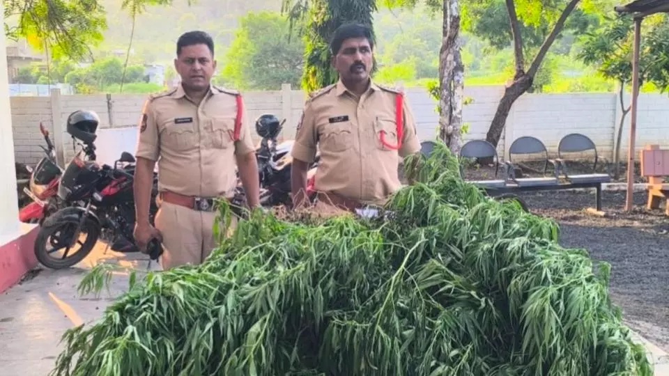 Adilabad Police Step Up Ganja Surveillance, Welfare Benefits Halted For 150 Acres