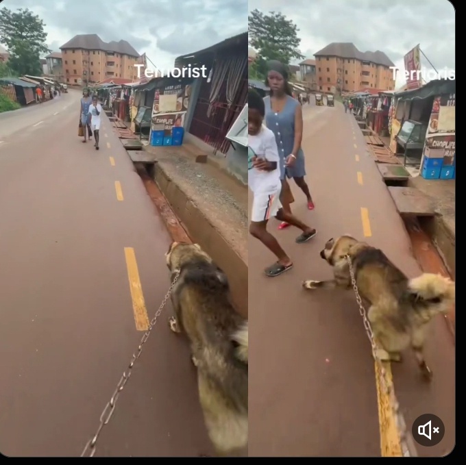 Man Has a Close Encounter With a Dog, Leaving People in Stitches