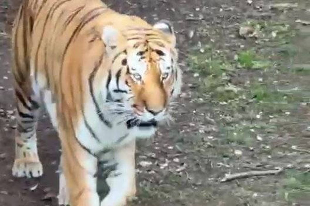 Zookeepers ‘did everything they could’ after man jumped into tiger enclosure