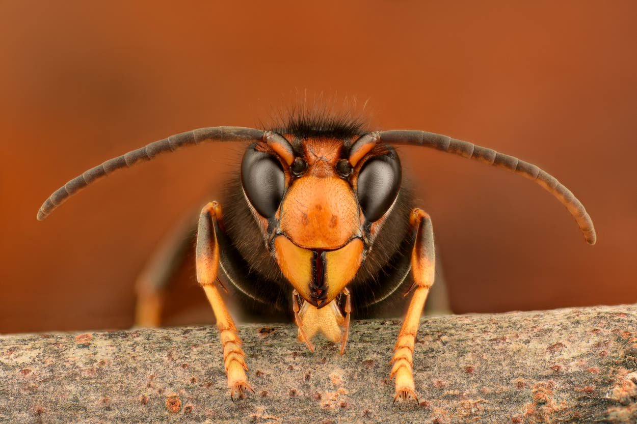 ‘Life-threatening’ sting warning as invasive Asian hornet nests surge in Jersey