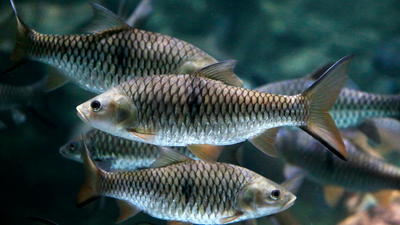 Canada removed 7,300 cubic metres of toxic sediment from this harbour; fish species returned after disappearing for more than 30 years