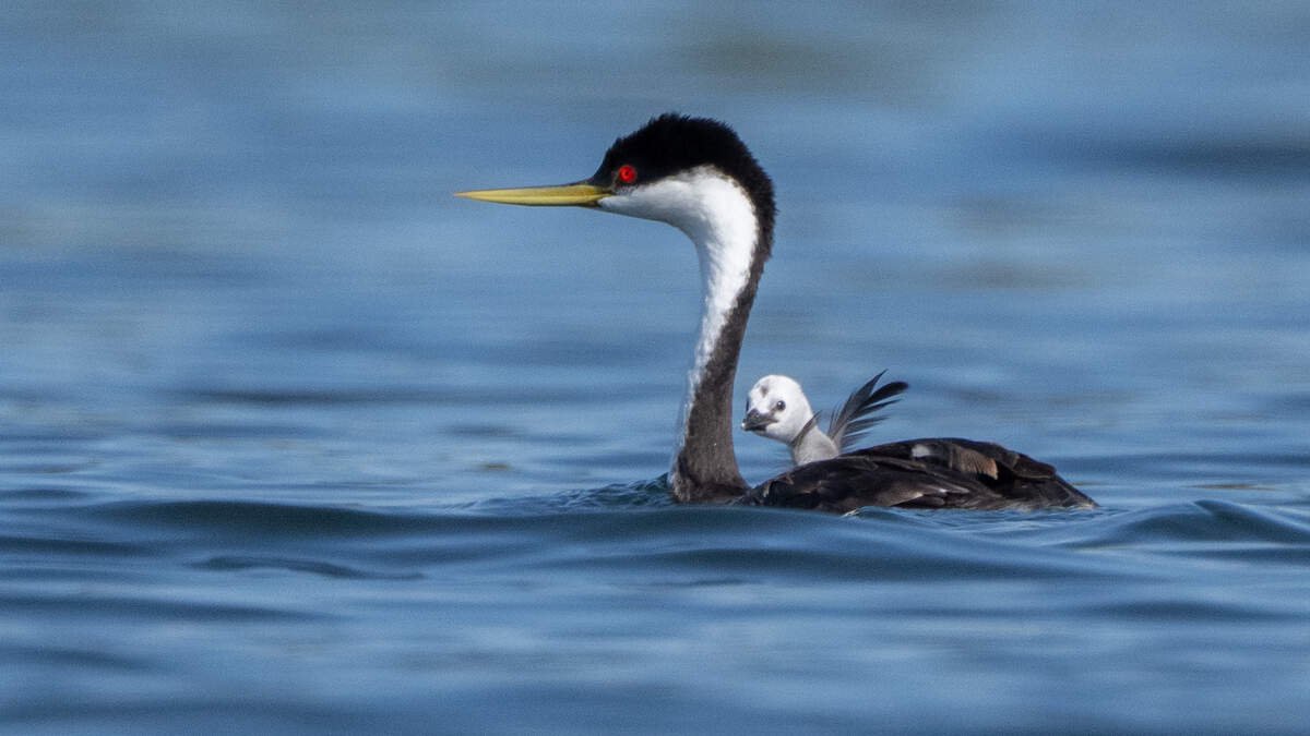Floating nests of bird species in decline spotted near Tri-Cities