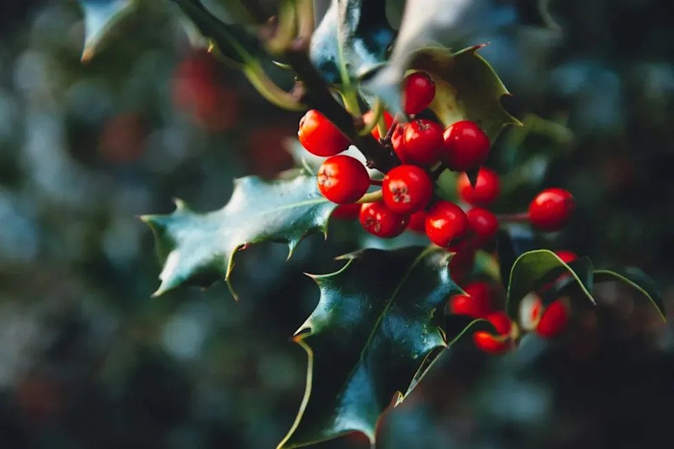 10 Winter Berries That Bring Birds Flocking to Your Yard
