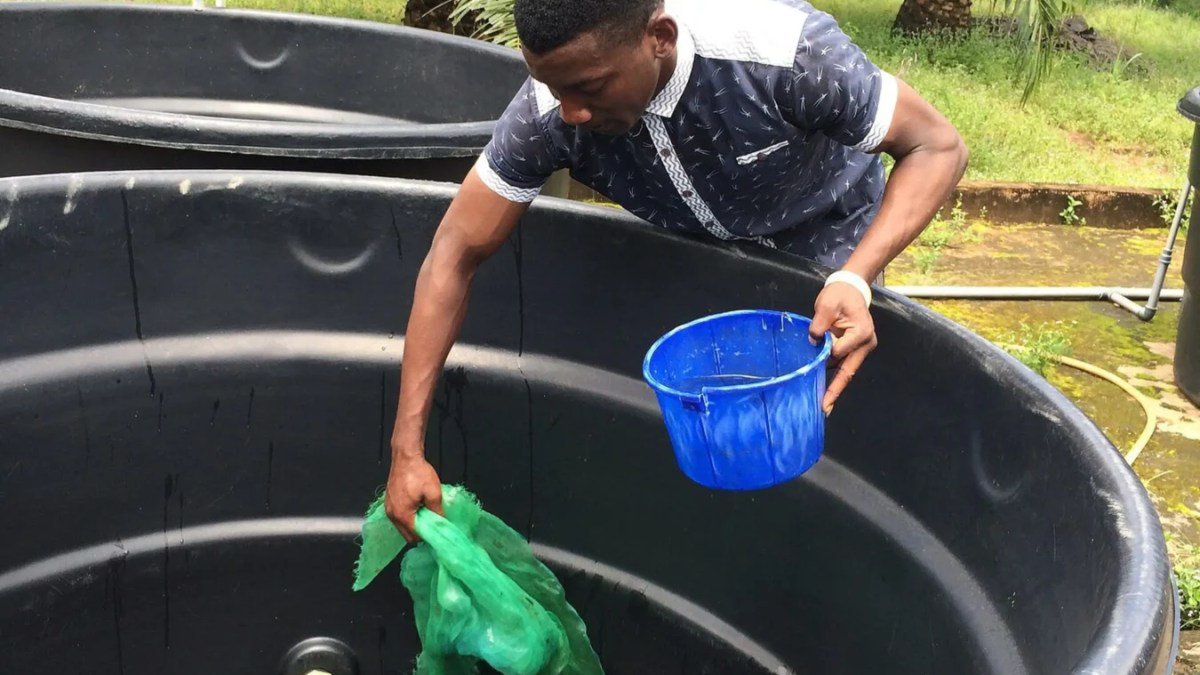 Catfish Farming in Nigeria: Ponds, Feed and Harvest