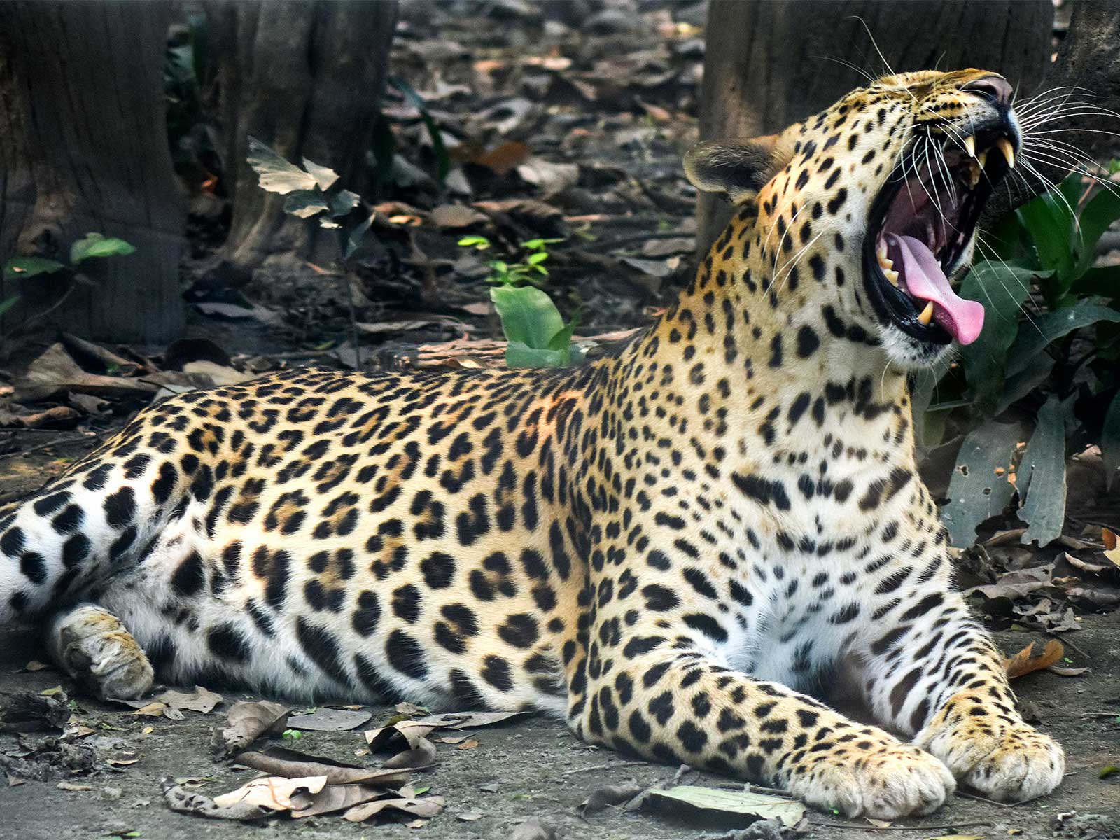 Gujarat: 3-year-old child killed in suspected leopard attack in Navsari; 5 forest teams deployed to trap big cat