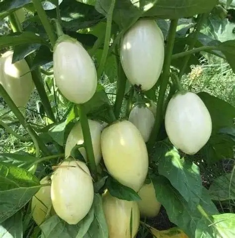 How To Use Garden Egg To Cleanse Your Kidneys & Flush Out Toxins