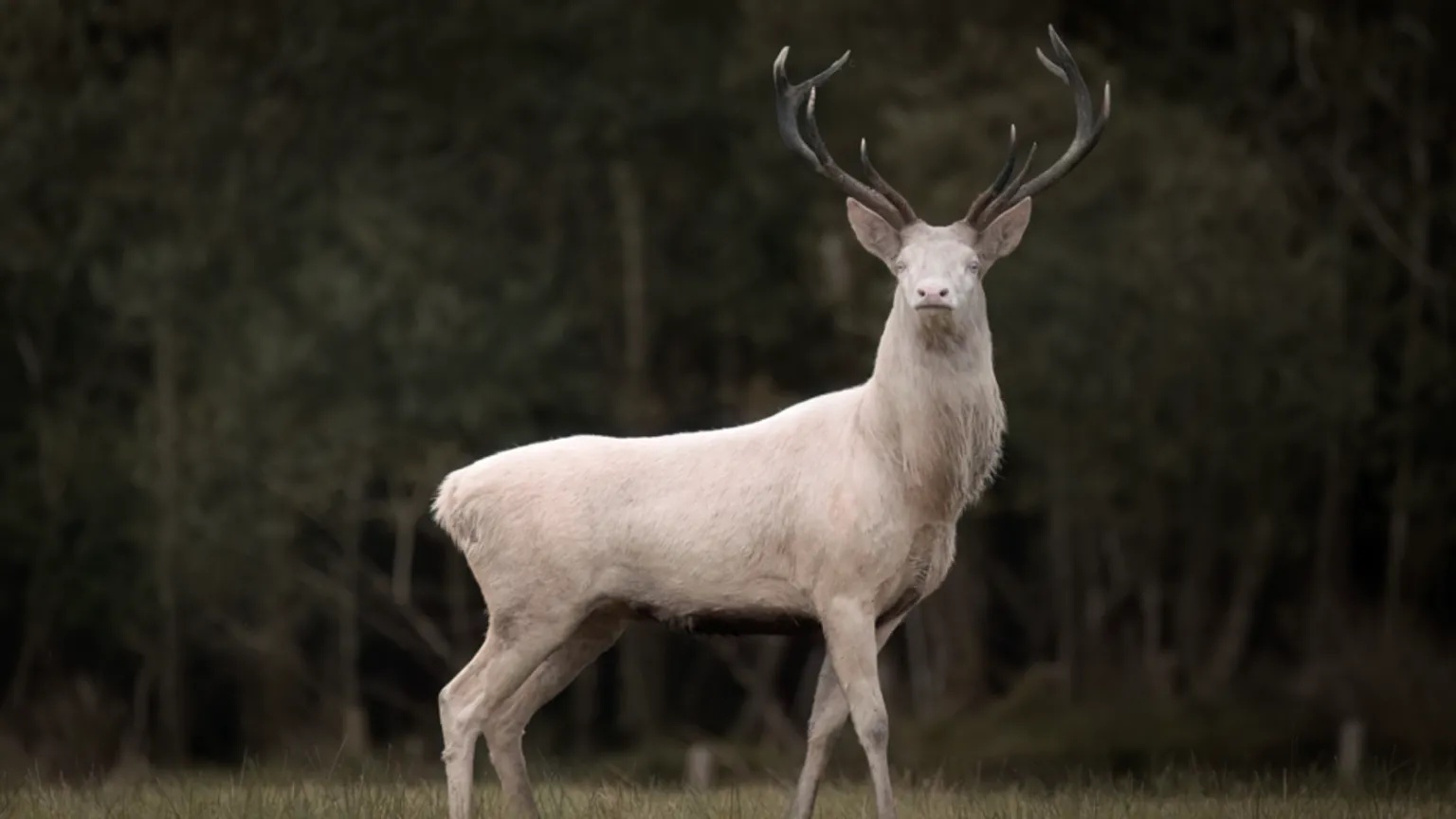 Photographer’s ‘awe’ at rare albino stag encounter