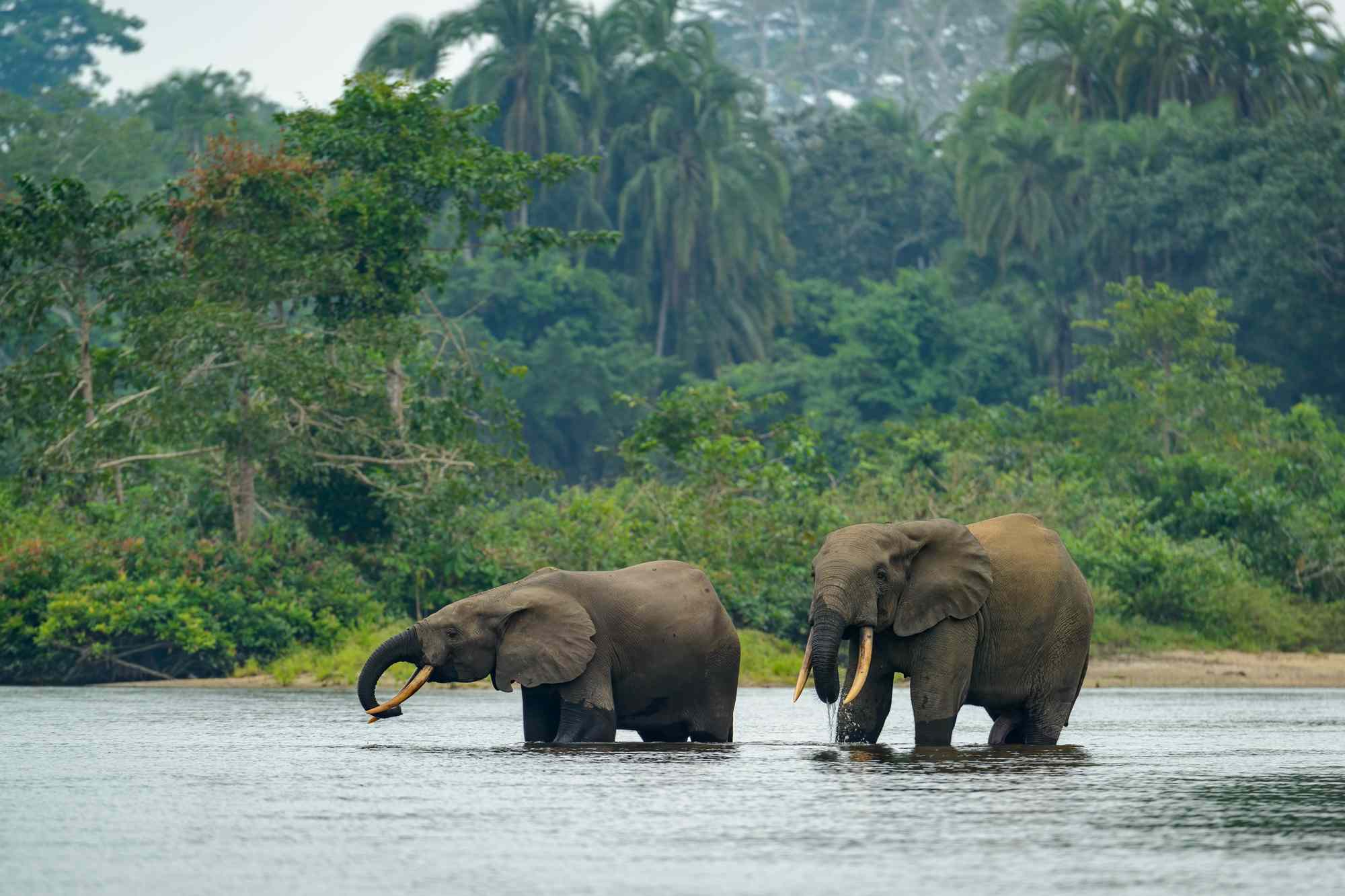 This African National Park Sees Fewer Than 3,000 Visitors a Year—and Is Home to Thousands of Gorillas
