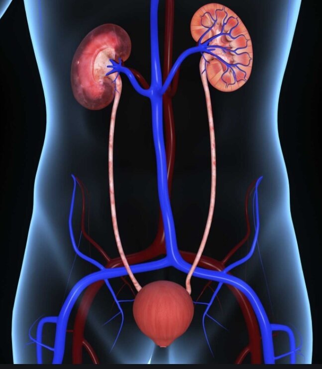 Five Foods That Clean Your Urinary Track And Prevent Kidney Problems