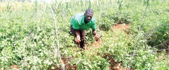 Vegetable Farmers In Upper East Face Severe Financial Losses Amid Price Crash