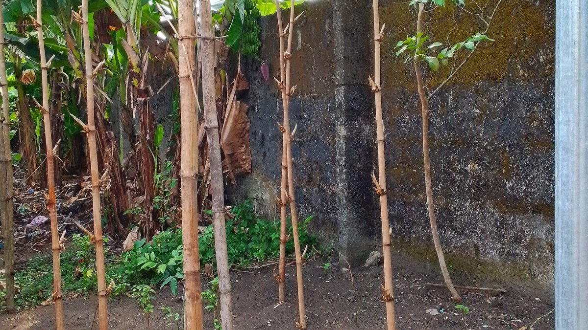 Yam Farming in Nigeria: Minisetts, Mounds and Yields