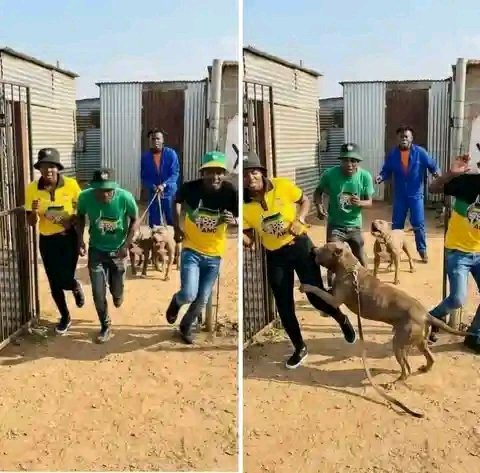 ANC members chased by dogs in chaotic public scene