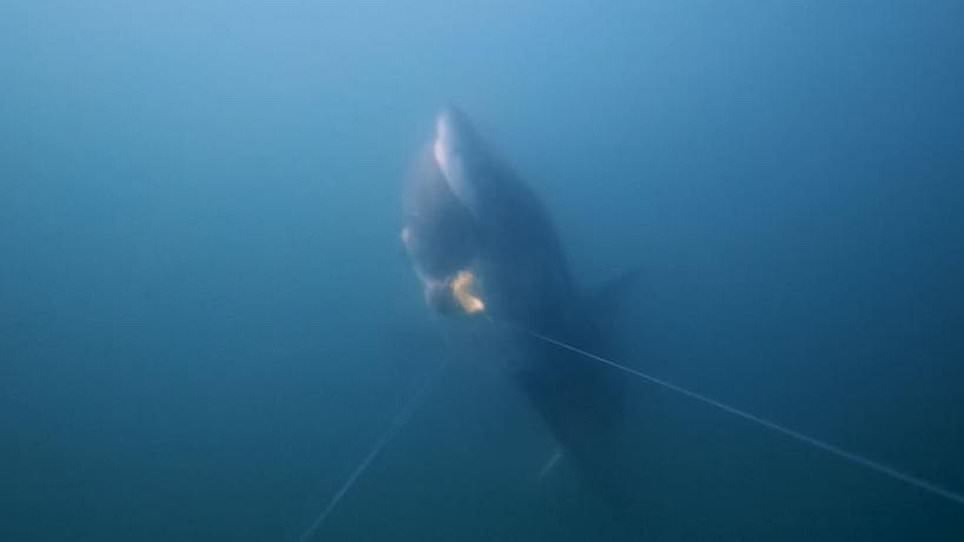 Watch the moment a great white shark snatches a fish from a line
