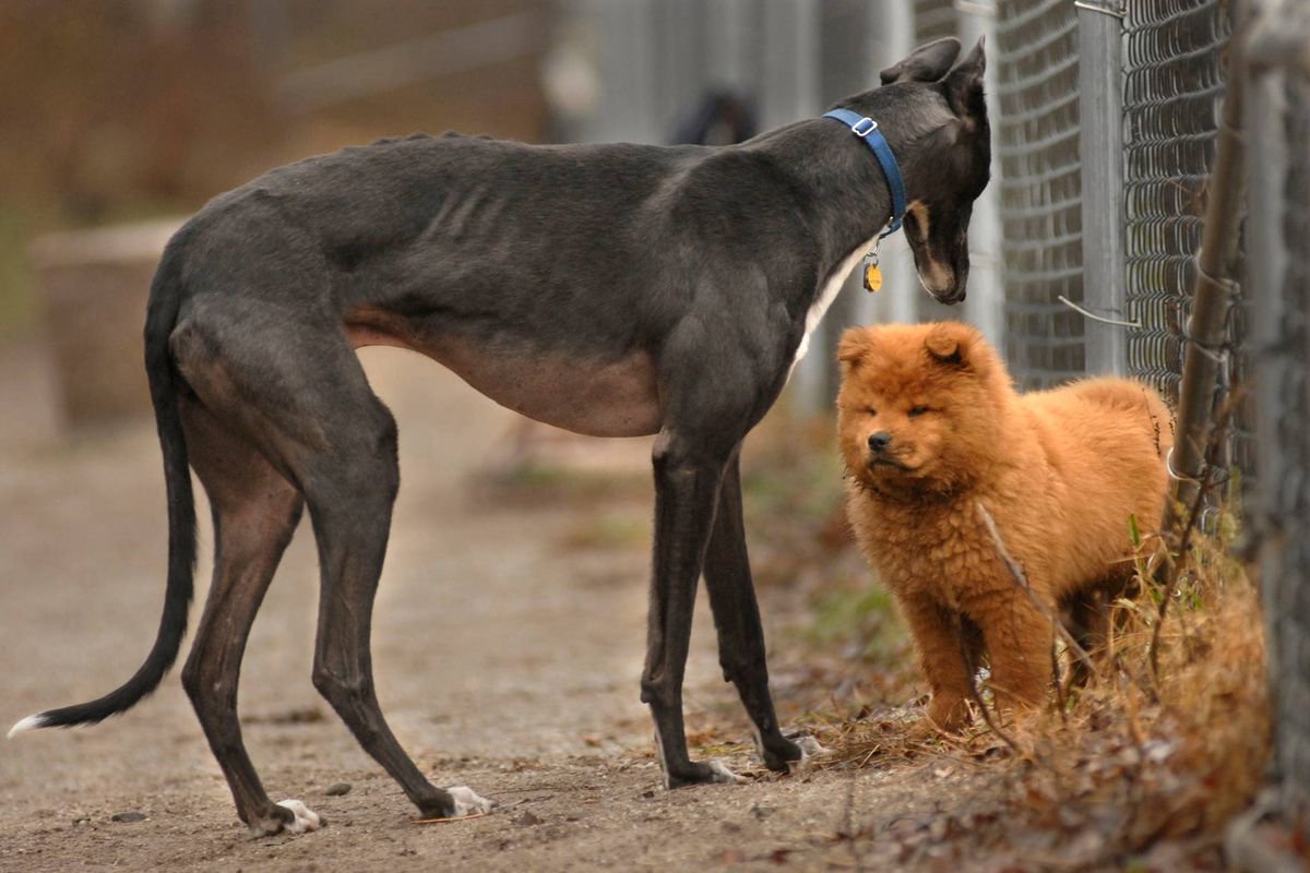 12 dog breeds that shouldn’t be in homes with children and can be ‘aggresive’