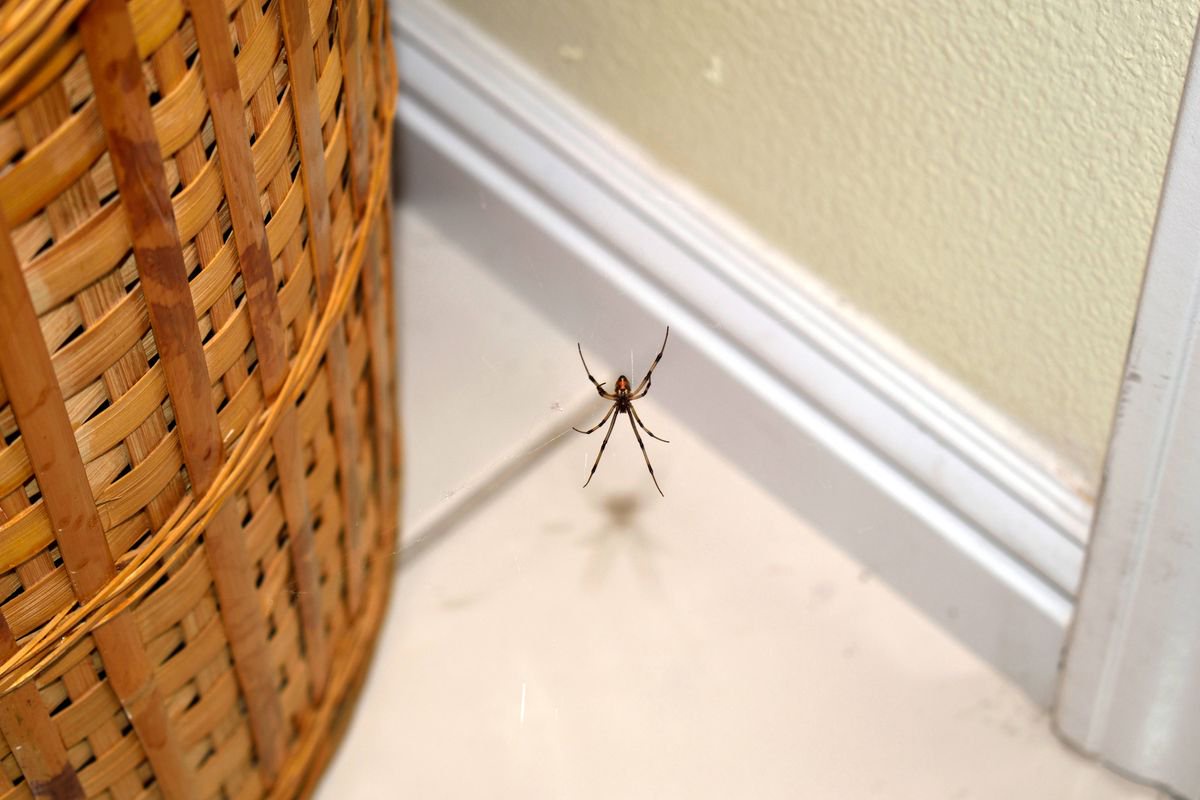 Keep spiders away from your home with simple 30p cupboard ingredient