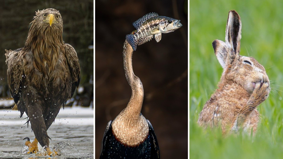 Need a laugh? Here are some of the funniest wildlife photos this year