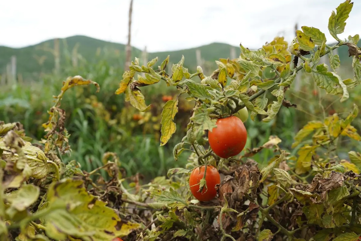Beef, tomatoes and seaweed are getting pricier as extreme weather hits harvests