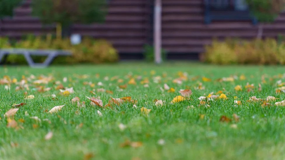 The Grass Disease That Could Destroy Your Lawn Before This Winter