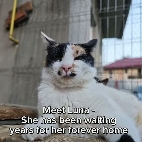 Cat waits 4 years for family but everyone thinks she’s ‘too boring’ to love