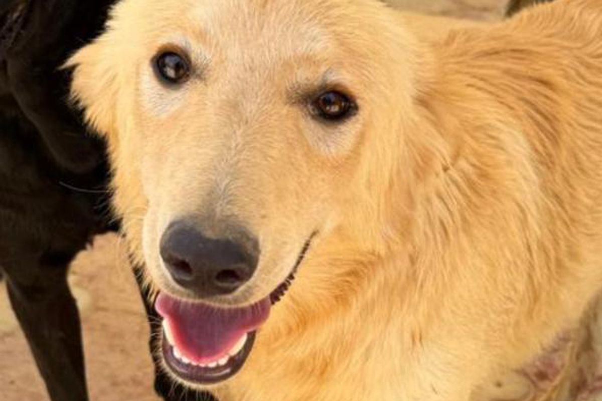 Poor puppy held by neck so kids could throw rocks at him in need of new home