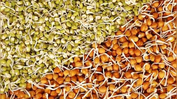 How to sprout moong and chana in winter when low temperatures slow germination