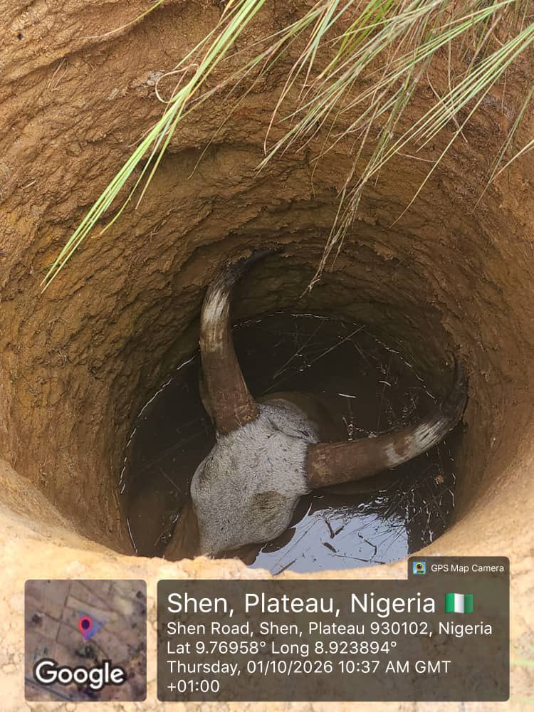 Troops Recover Four Rustled Cows In Plateau