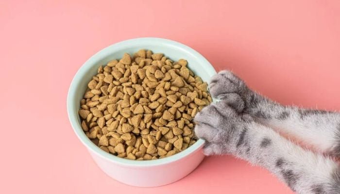 Cat food research finds lead in 99% of products, heavy metals widespread