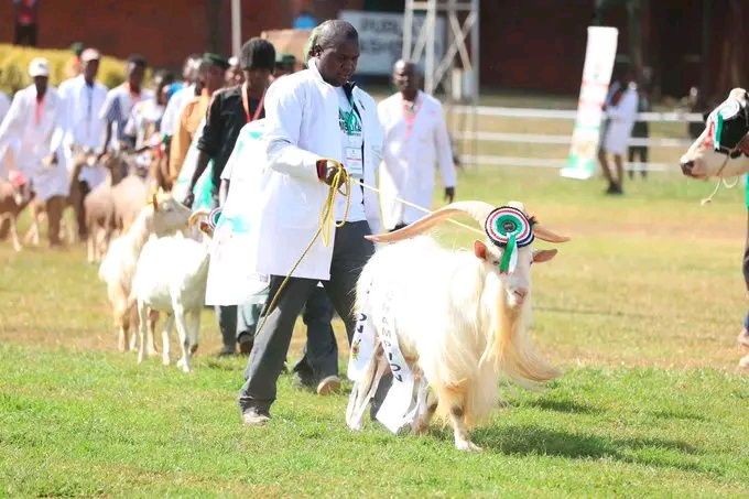 Kenyans Amazed as Farmer Reveals the Secret to Breeding Dairy Goats Worth Sh110,000 Each