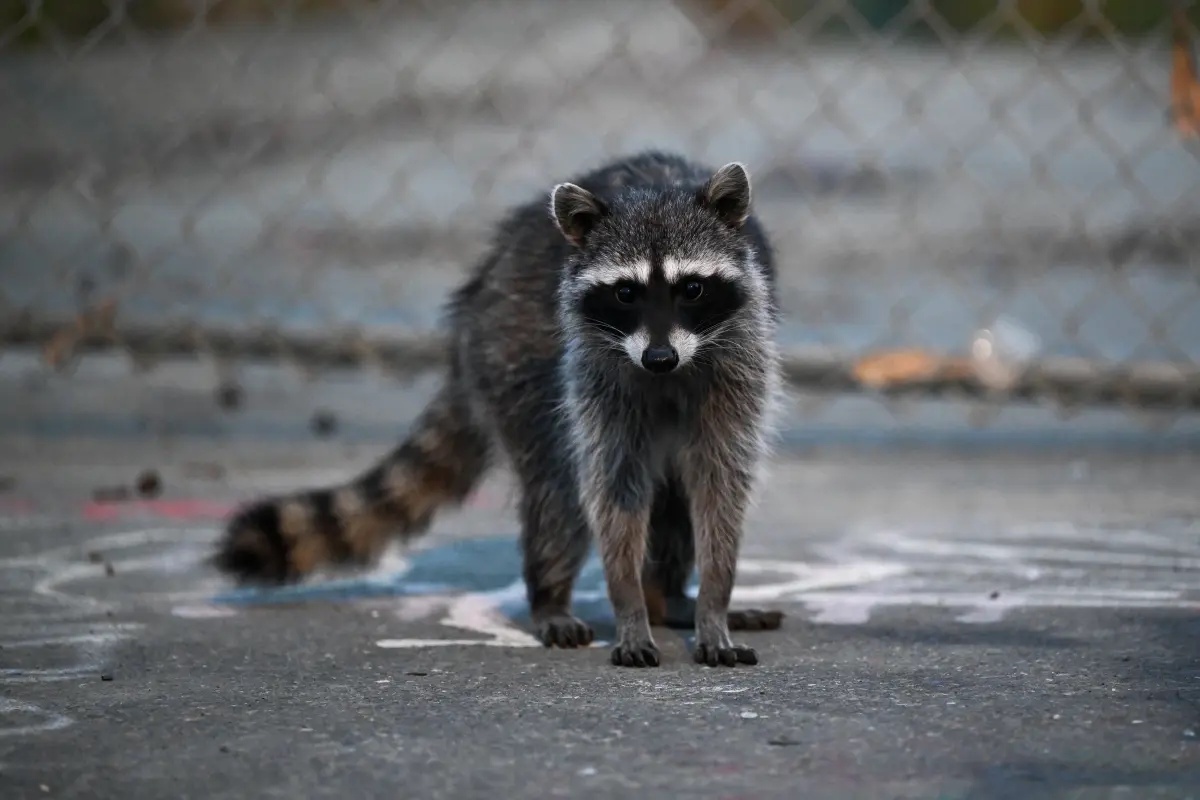 First rabid raccoon case in L.A. County in more than 50 years sparks warning