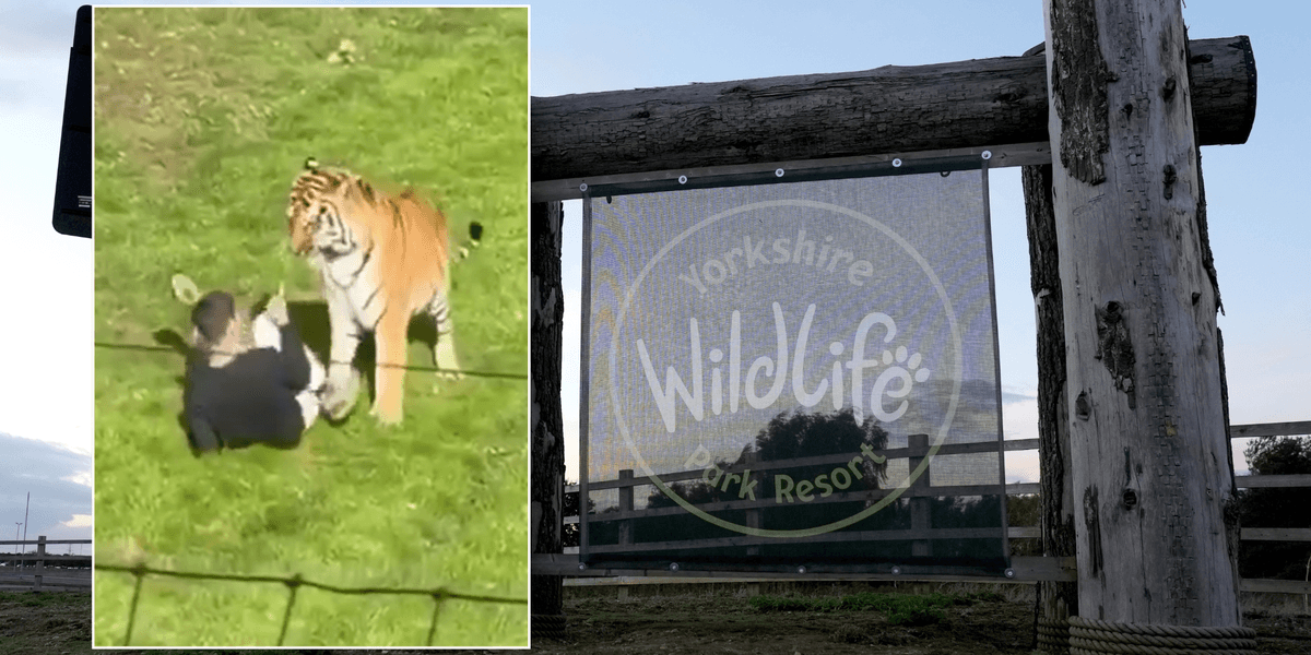 Yorkshire zoo remains CLOSED as investigation continues after tiger mauled man to death