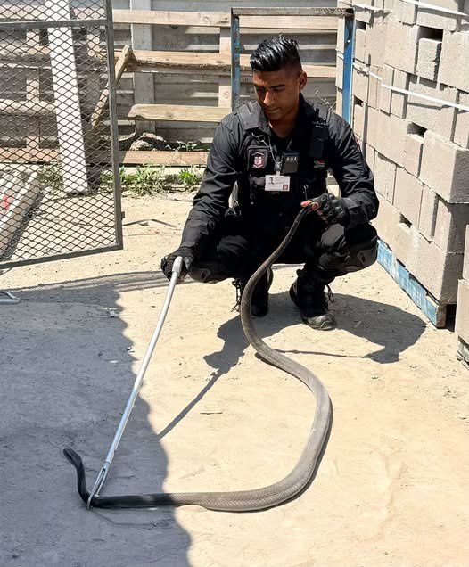 Black Mamba Captured At Hardware Store: Waterloo – KZN
