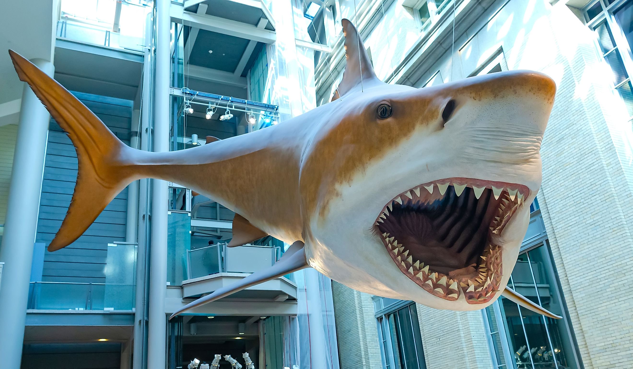 How Big Megalodon Actually Was Compared To A Great White