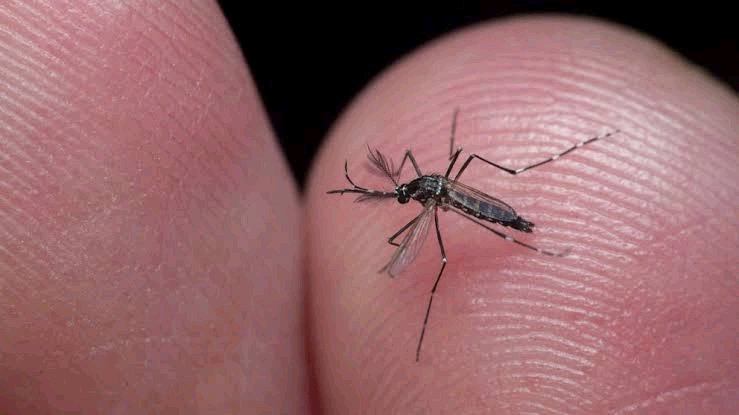 Here are 3 natural ways to get rid of Mosquitoes without using Mosquito coil or bug spray