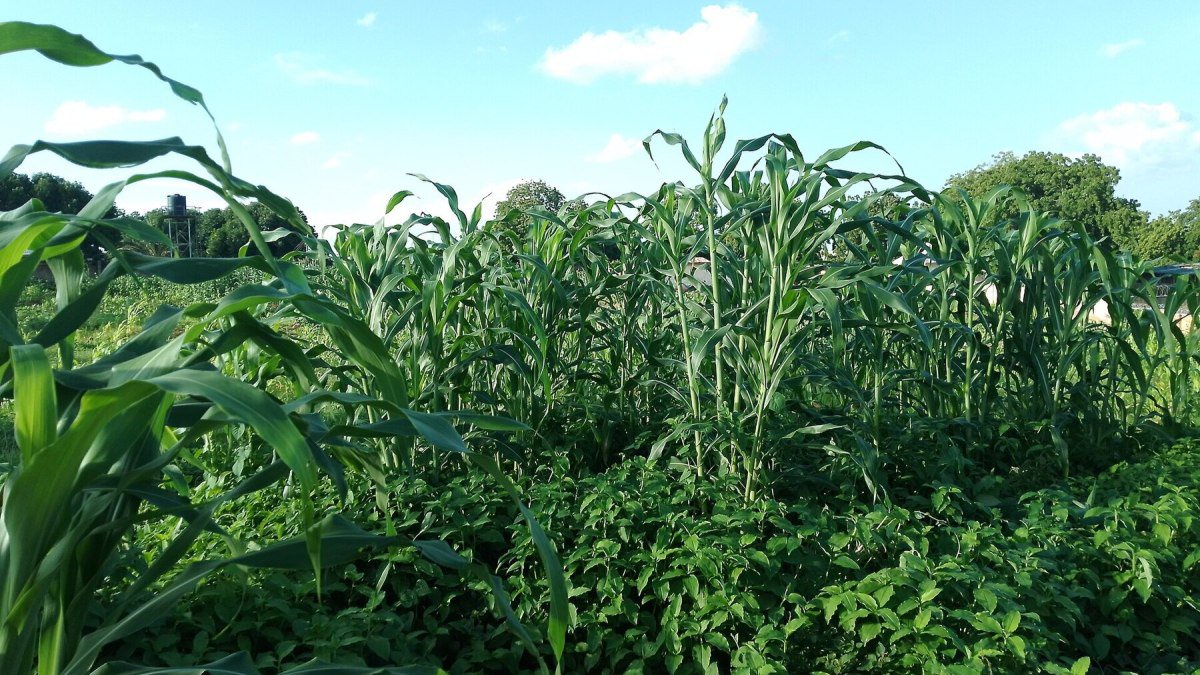 Organic Fertilizer in Nigeria: Manure Rates That Work