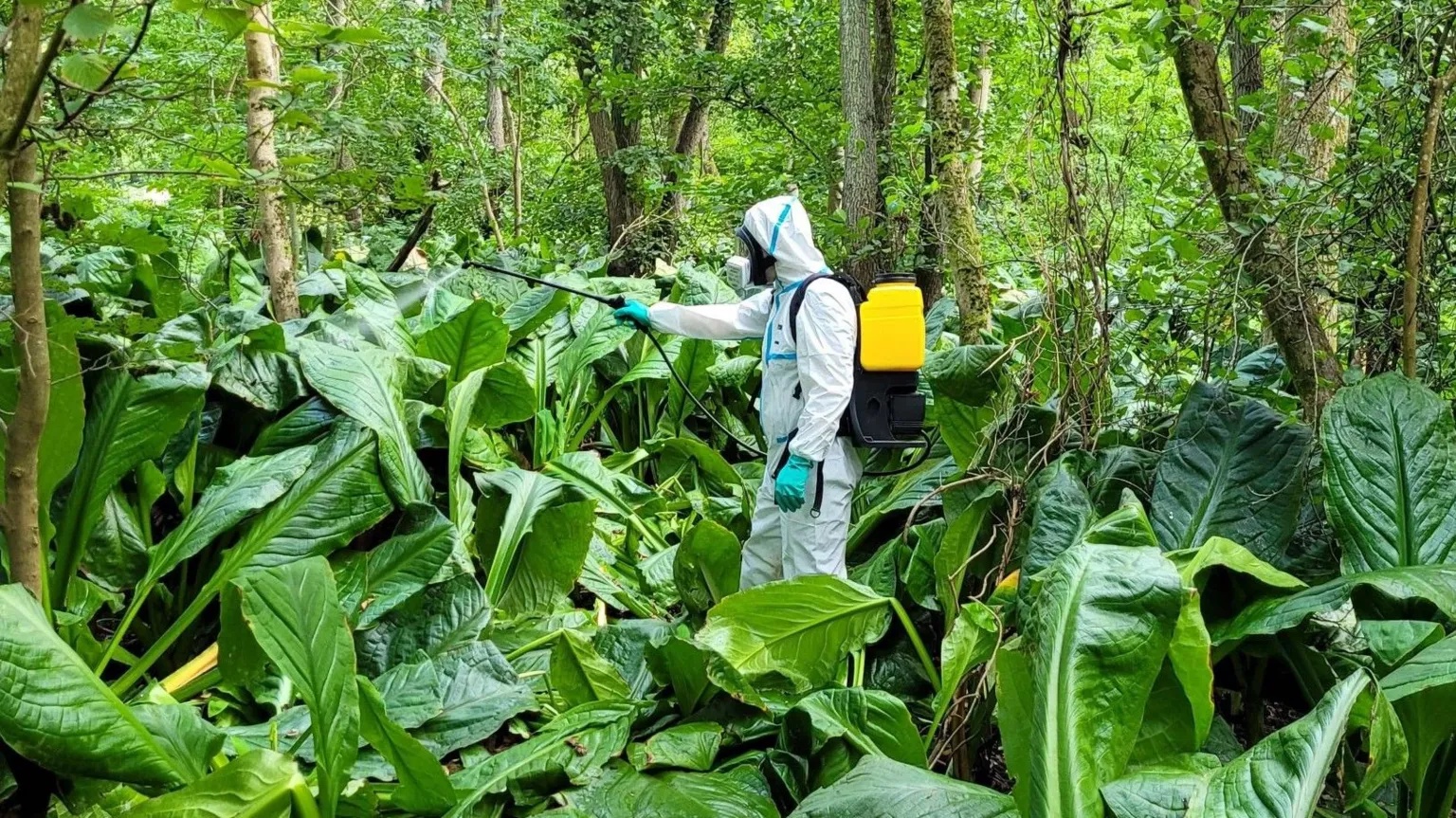 Stinky ‘skunk’ plant cleared from river