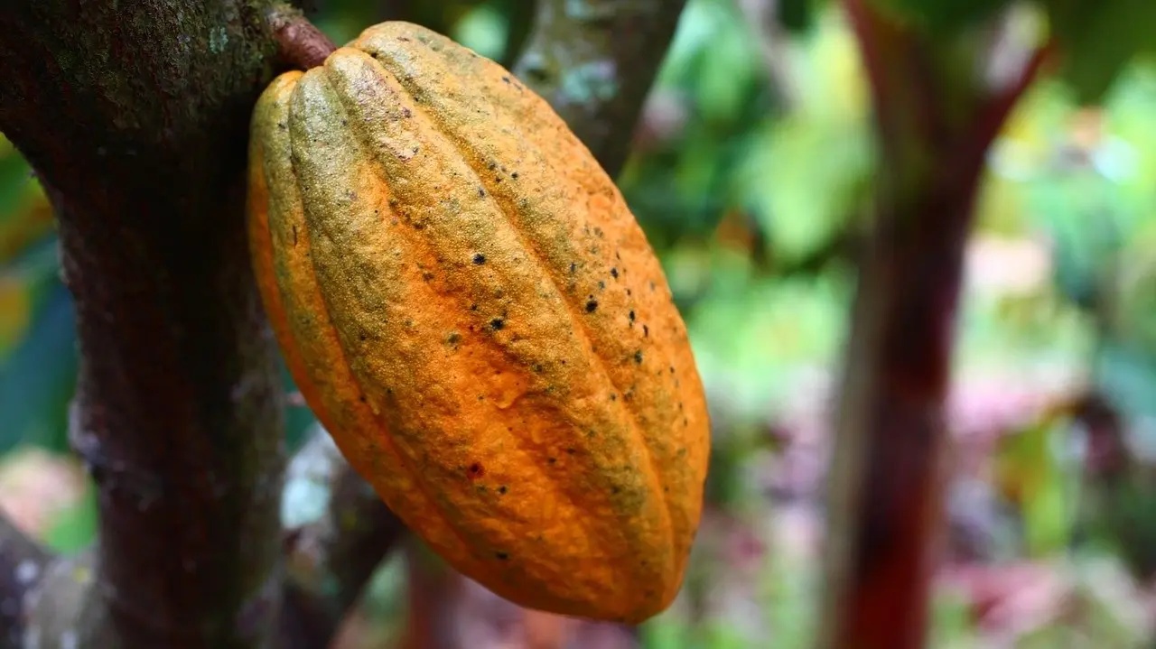 Campagne agricole au Togo : Le prix du café fixé à 1.300 FCFA le kilo, le cacao à 2.240 FCFA