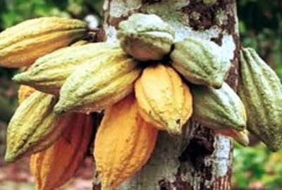 40% of African Cocoa Farmers Risk Losing Access to Europe