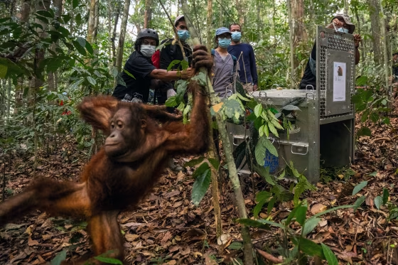 Indonesia relocates 8 orangutans into protected forest after rescue from wildfires