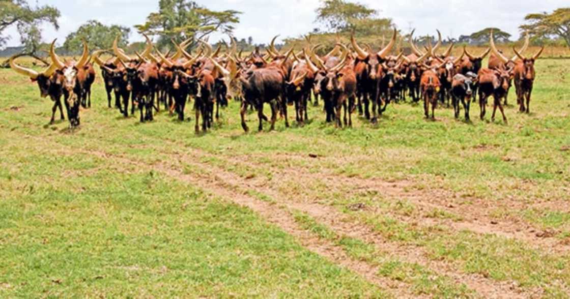 Uhuru Kenyatta’s 4,000-Acre Farm Housing Over 1,000 Animals and 2,000 Acres of Grass