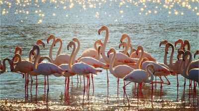Forget Rajasthan’s forts and sand dunes: This mysterious lake near Jaipur turns pink every winter; know why