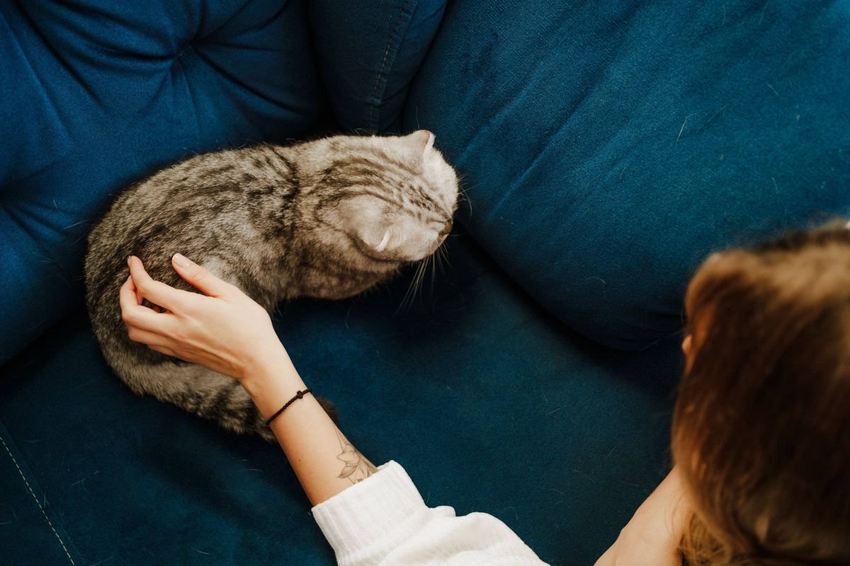 Six obvious signs your cat is anxious and lonely – what to look for