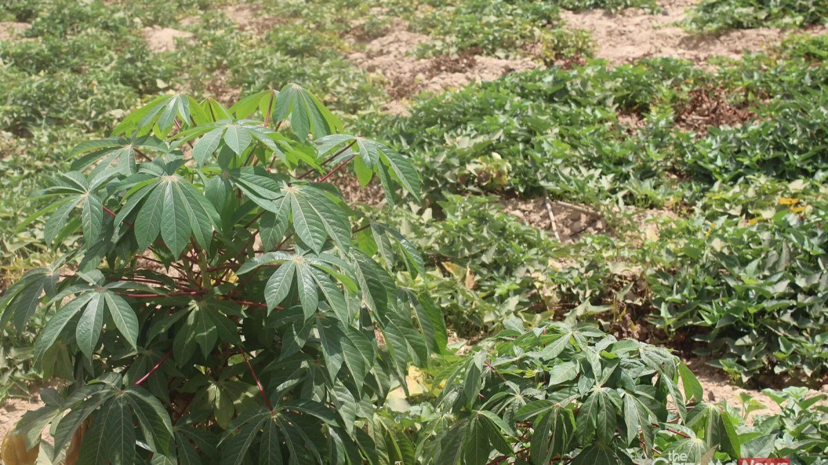 Cassava Farming in Nigeria: A Step-by-Step Guide