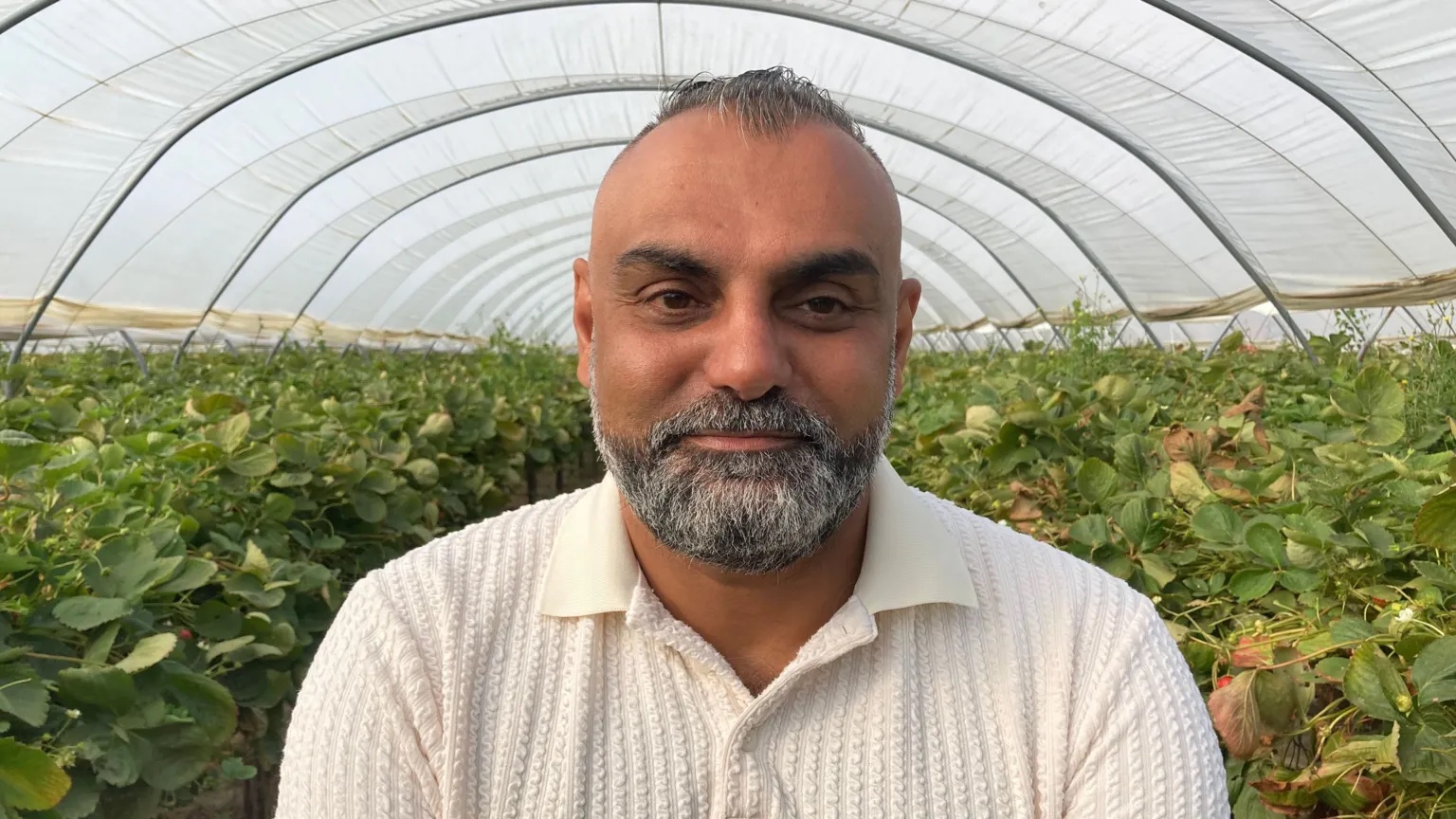 ‘Foreign imports are hurting our strawberries’