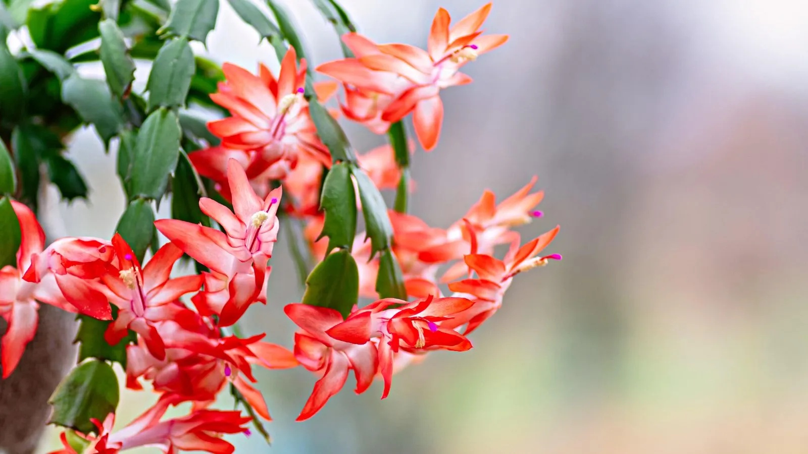 What Your Christmas Cactus Needs in October – 5 Simple Steps for a Flower-Filled Christmas