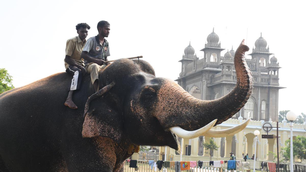 Prashanth to carry golden howdah in this year’s Jamboo Savari