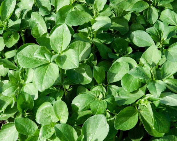 Soil in need of some TLC? Then it’s time to make room for legumes